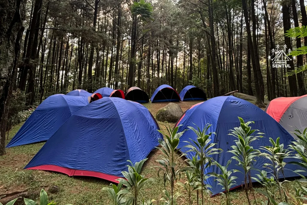 Tenda berderet di rimbunnya hutan pinus
