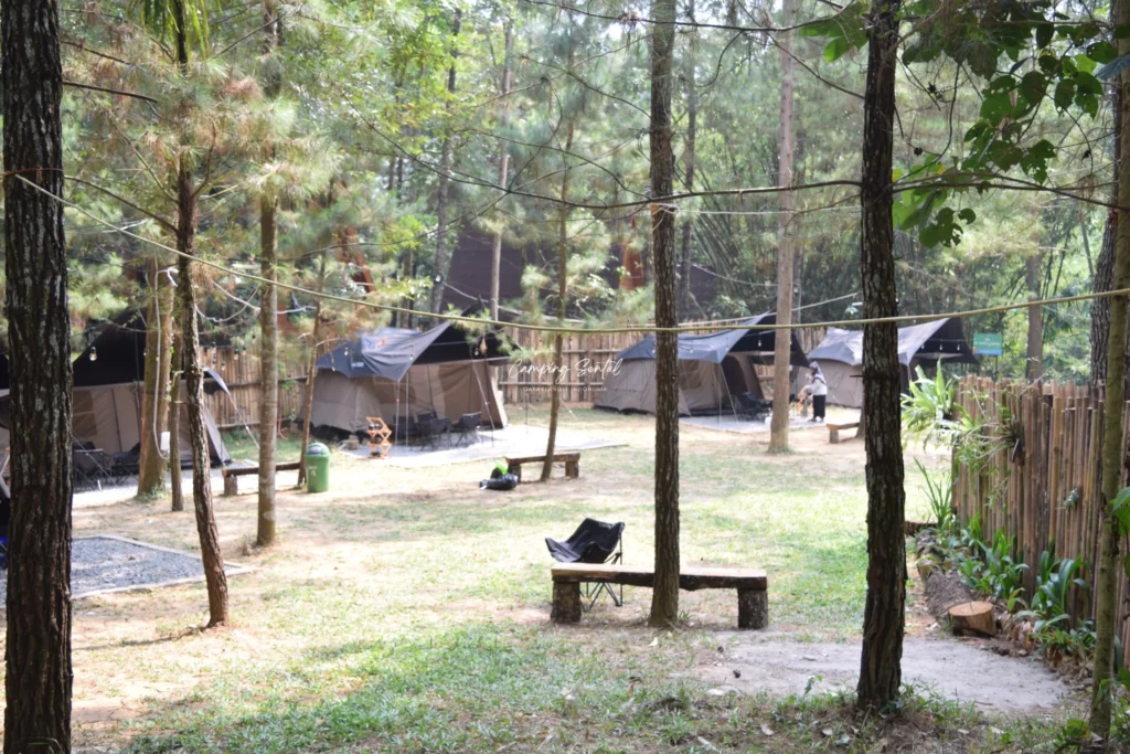 Suasana hutan pinus di Pinus Wetan Resort